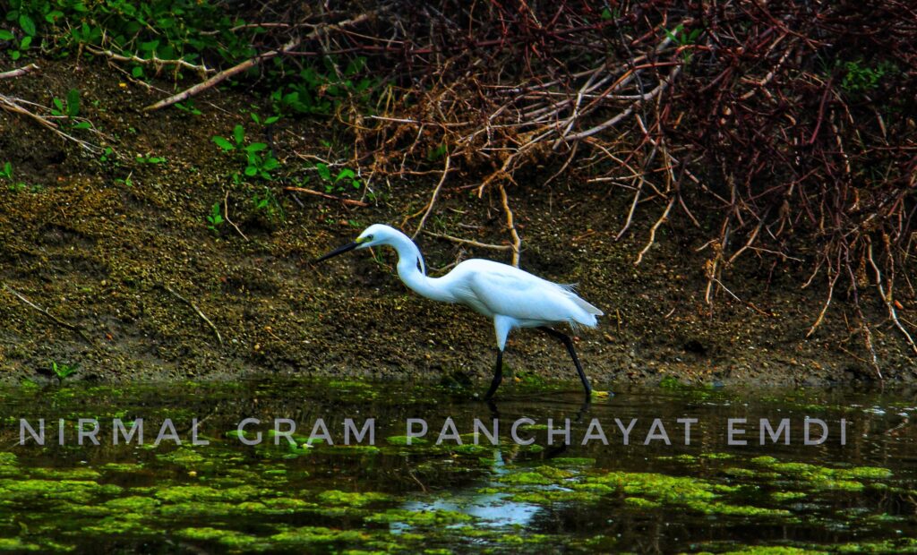 Welcome to the NGPE Bird Sanctuary Rajsamand | Rajasthan