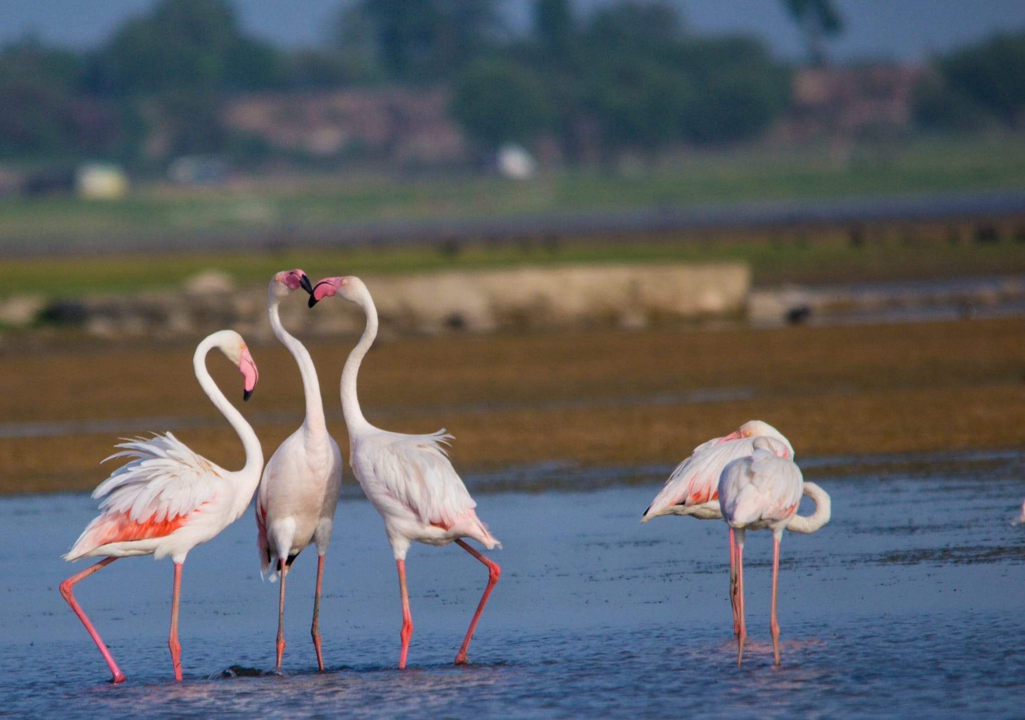 Flamingo Birds Arrive at Rajsamand Lake in Rajasthan